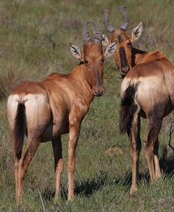 CQ2R6420 Red Hartebeest SA