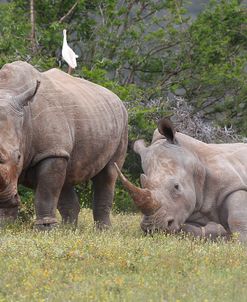 CQ2R6887 White Rhinoceros SA