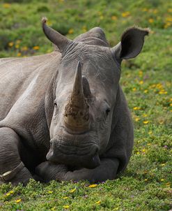 CQ2R6939 White Rhinoceros SA