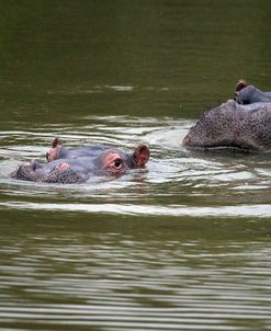 CQ2R7063 Hippopotamus SA