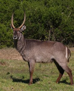 A21C4120 Waterbuck SA