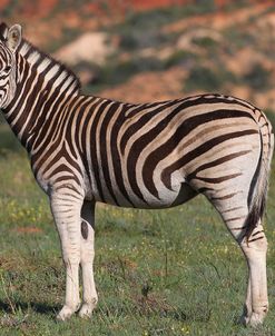 CQ2R6227 Zebra – Burchells SA