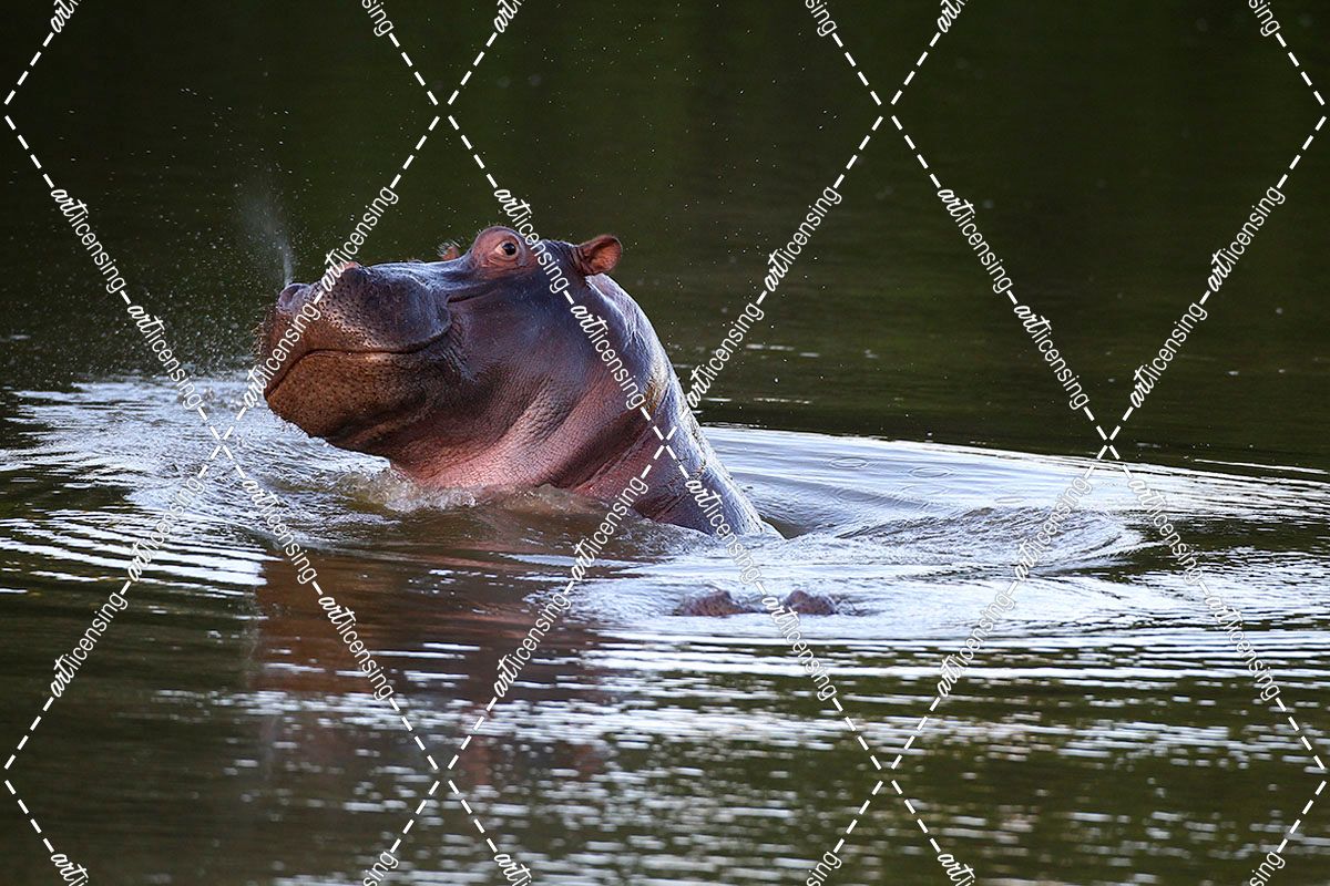 CQ2R6340 Hippopotamus SA