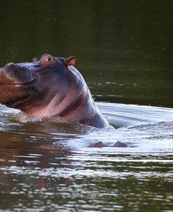 CQ2R6340 Hippopotamus SA