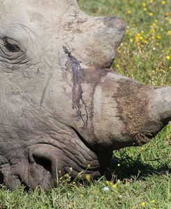 CQ2R7791 White Rhinoceros SA