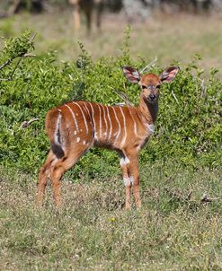 CQ2R7801 Nyala Calf SA