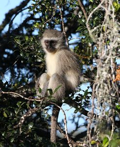 CQ2R7952 Vervet Monkey SA