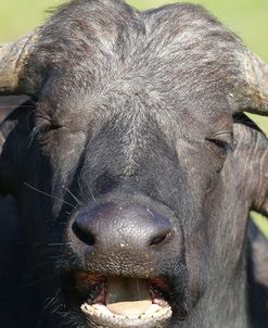 CQ2R8033 Cape Buffalo SA