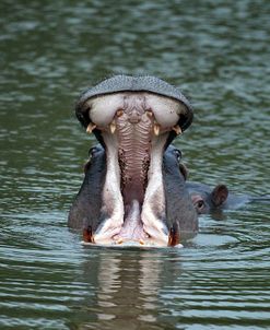 CQ2R7103 Hippopotamus SA