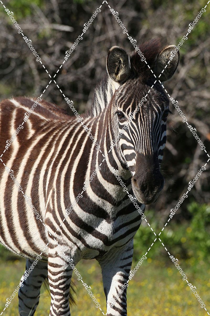 CQ2R7716 Zebra – Burchells SA