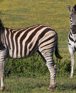 CQ2R7750 Zebra – Burchells SA