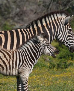 CQ2R8224 Zebra – Burchells and Calf SA