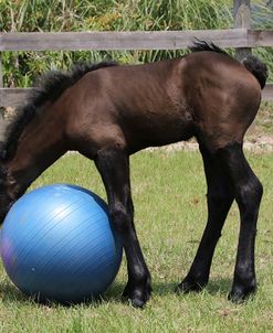 1C9A0038 Friesian Foal Playing With Horseballs, Bluffview Clydesdales and Friesians, FL