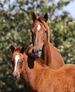 1C9A9115 Thoroughbred Mare and Foal, Y-Lo Racing Stables, FL
