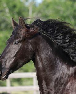 1C9A9424 Friesian, Bluffview Clydesdales and Friesians, FL