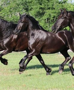 1C9A9484 Friesians, Bluffview Clydesdales and Friesians, FL