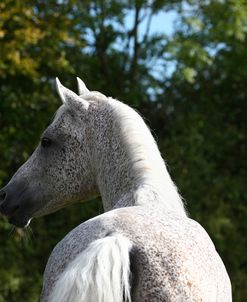 1Z5F1234 Arab Stallion, Pearl Island Arabians, UK