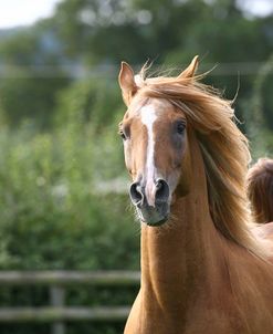 1Z5F1292 Arab Stallion, Pearl Island Arabians, UK