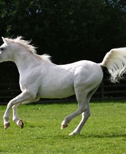 1Z5F1523 Arab Stallion, Pearl Island Arabians, UK