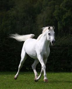 1Z5F1645 Arab Stallion, Pearl Island Arabians, UK