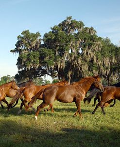 1Z5F1888 Quarter Horses, Roberts Quarter Horses, FL