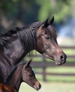 1Z5F0002 Arab Mare and Foal, Hennessy Arabians, FL