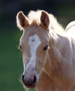 1Z5F0129 Quarter Horse Foal, Knowles Performance Horses, FL