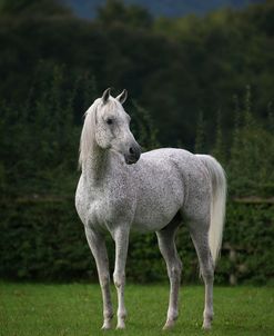 1Z5F1011 Arab Stallion, Pearl Island Arabians, UK