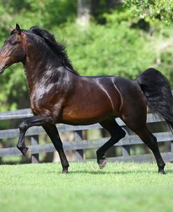 1Z5F4711 Lusitano Stallion-Tejo VO-Caballos De Los Christiani, FL