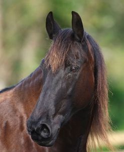 1Z5F6658 Friesian, Bluffview Clydesdales and Friesians, FL