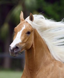 1Z5F6988 Quarter Horse-Colton-Fox Grove Farm, FL