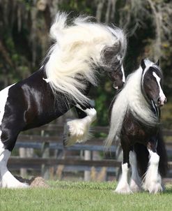 1Z5F3182 Playing Gypsy Vanner Mares-Pie and Sky-WR Ranch, FL