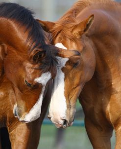 1Z5F3758 Meeting, Canadian Sport Horses, Kingridge Stables, FL