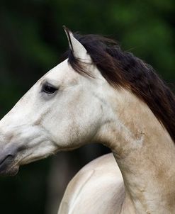 1Z5F4333 Buckskin Lusitano Stallion-DEM Mojave-Caballos De Los Christiani, FL