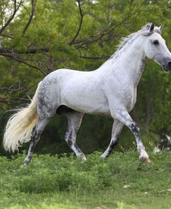 A21C0054 Andalucian Stallion-Galan-Chapel Creek Ranch, TX