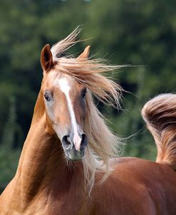 A21C1832 Arab Stallion, Pearl Island Arabians, UK