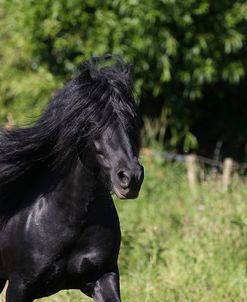 A21C2428 Fell Stallion, Severnvale Fells, UK