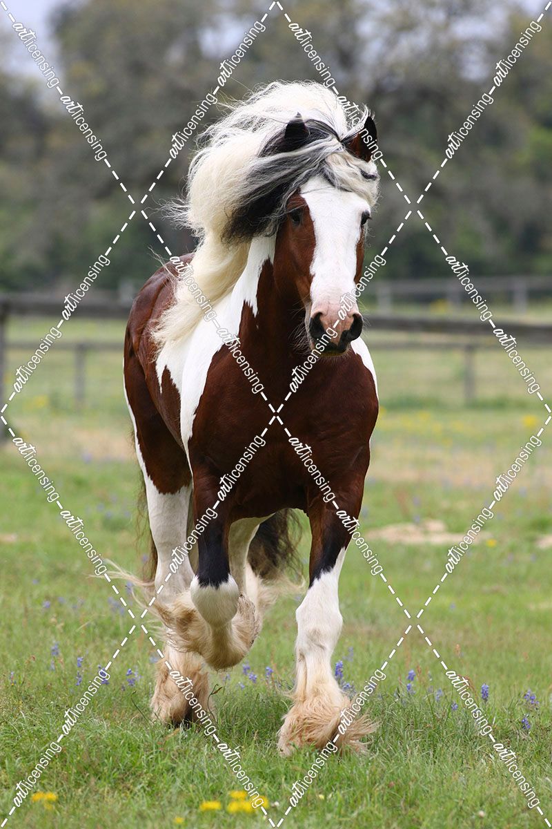 1Z5F7922 Drum Stallion-Avalons King Arthur-Horse Feathers Farm,  TX