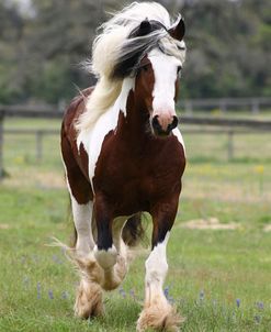 1Z5F7922 Drum Stallion-Avalons King Arthur-Horse Feathers Farm,  TX