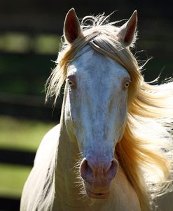 1Z5F8336 Cremello Lusitano Stallion-Valente-Legendary Lusitanos, FL