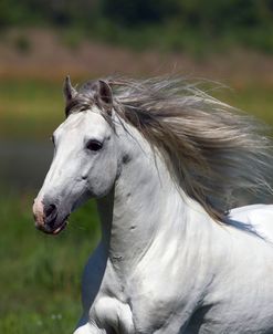 1Z5F8408 Lusitano Stallion-Zola-LegendaryLusitanos,FL