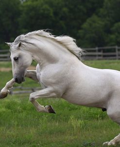 A21C9871 Bucking Andalucian Stallion-Gallardo-Chapel Creek Ranch, TX