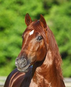 AV4C8777 PRE Andalucian Stallion-Mercurio MC-Music City Andalusians, FL