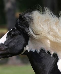 AY3V0110 Gypsy Vanner, Shenandoah Gypsy Vanner Horses, FL