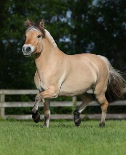 AY3V1070 Fjord, Owned By Robin Malkasian, Under The Son Farm, FL