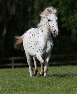 AY3V1694 Pony Of America, Under The Son Farm, FL