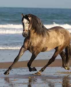 A21C4214 PRE Andalucian Stallion-Coqueto-RH-Yeguada Tomas Osborne, Spain