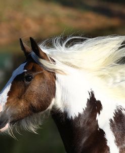 A21C7869 Drum Filly-Poppit-Owned By Diane Gatlin, Horse Feathers Farm, TX