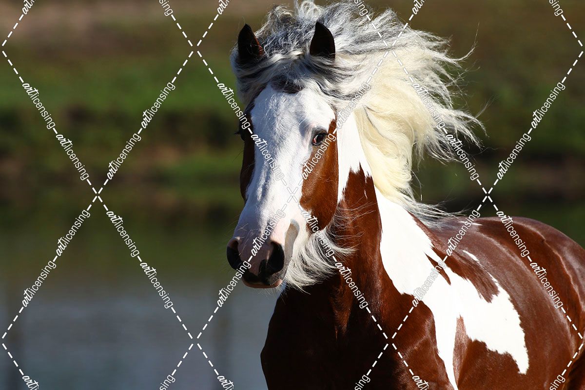 A21C7891 Drum Stallion-Avalons King Arthur-Horse Feathers Farm, TX