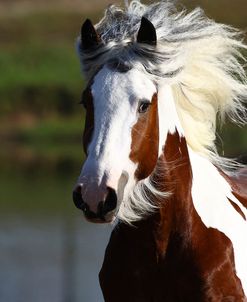 A21C7891 Drum Stallion-Avalons King Arthur-Horse Feathers Farm, TX
